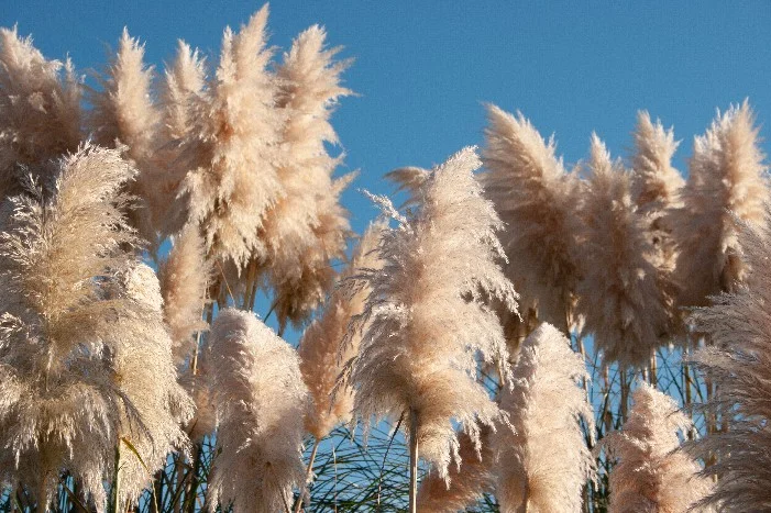 Weiches Pampasgras vor blauem Himmel